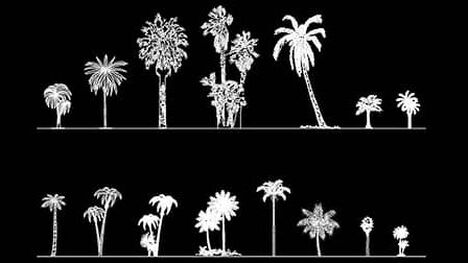 Bloques AutoCAD de palmeras en alzado dwg 2d​ CAD block
